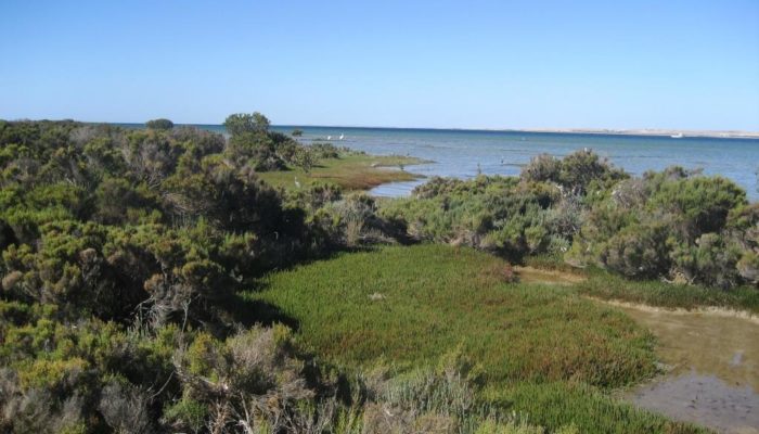 Coffin Bay (10)