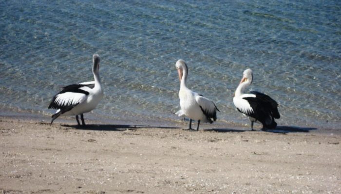 Coffin Bay (5)