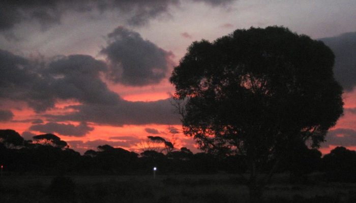 Eyre Highway (1)