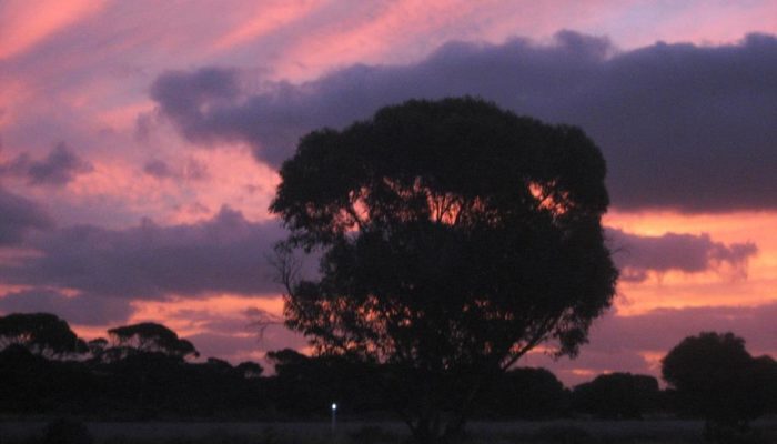 Eyre Highway (6)