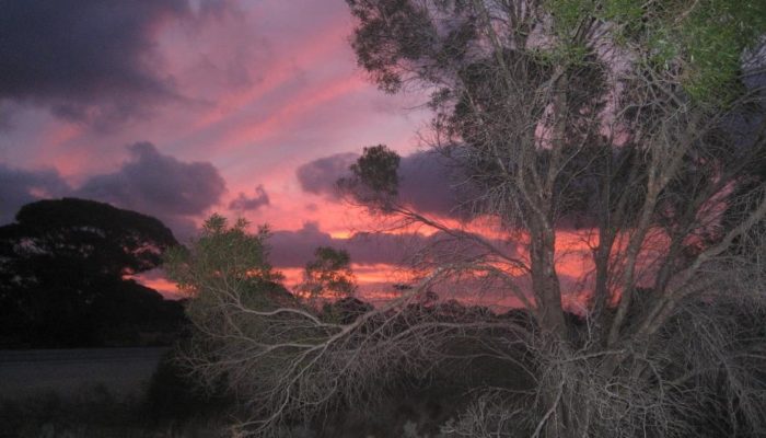 Eyre Highway (7)