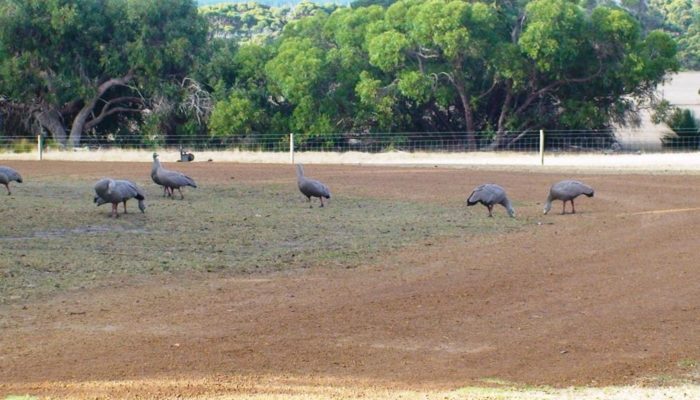 Kangaroo Island (1)