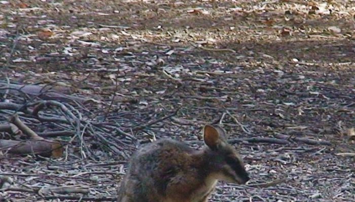 Kangaroo Island (2)