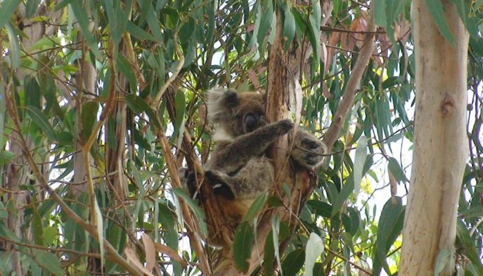 Kangaroo Island (22)