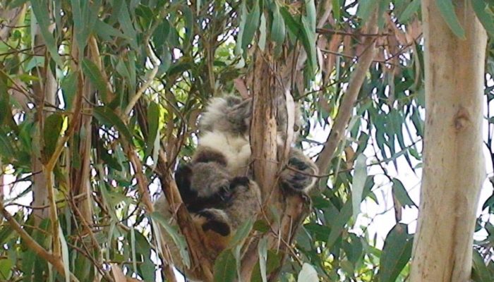 Kangaroo Island (23)