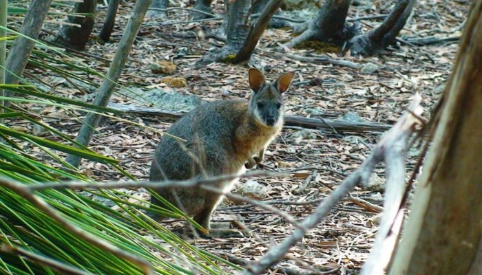 Kangaroo Island (3)