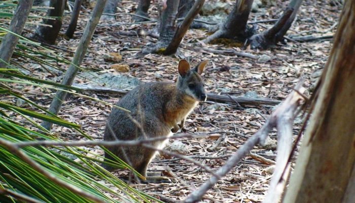 Kangaroo Island (4)