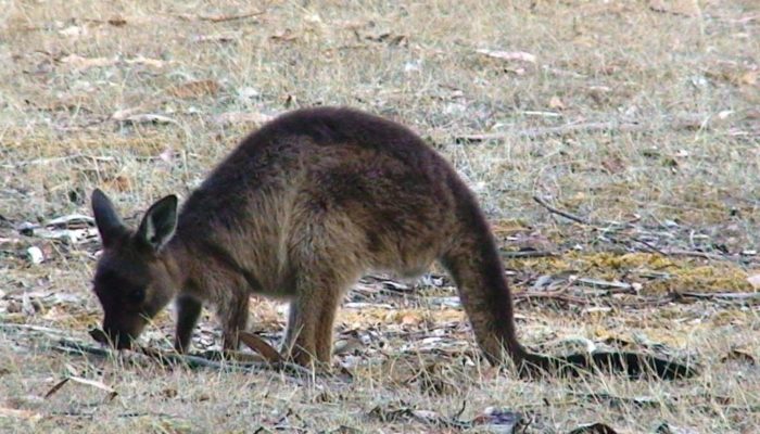 Kangaroo Island (5)