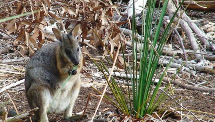 Kangaroo Island (7)