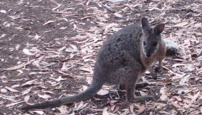 Kangoroo Island (6)