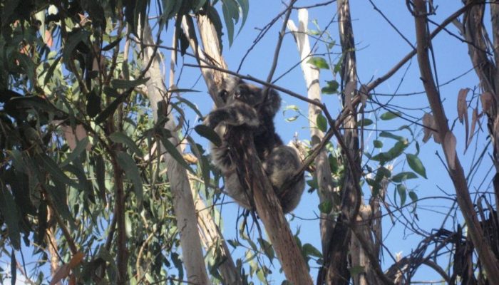 Kangoroo Island (7)