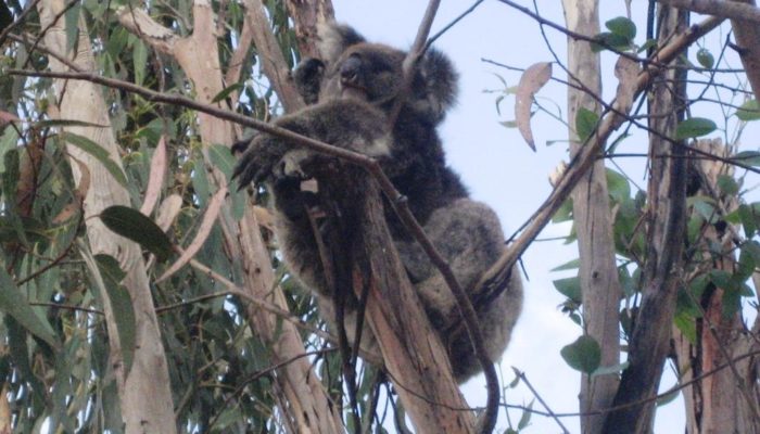 Kangoroo Island (8)