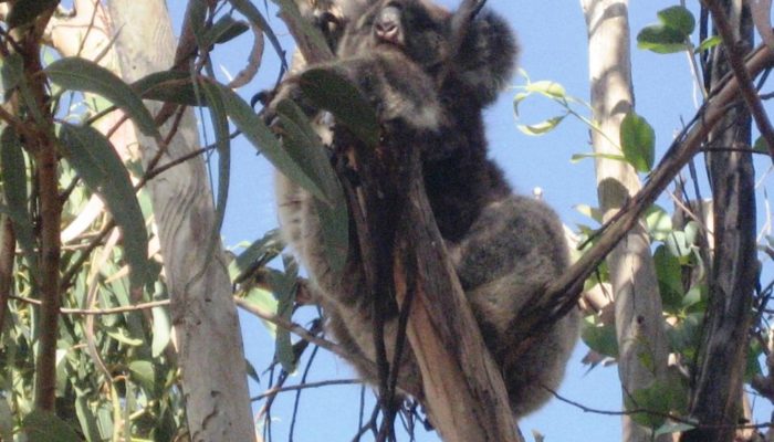 Kangoroo Island (9)