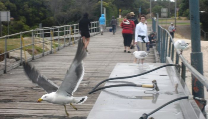 Streaky Bay (7)